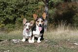 CORGI CARDIGAN 005